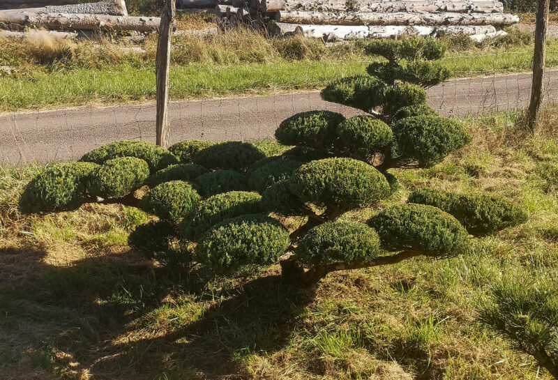 Juniperus x media 'Heitzii'
