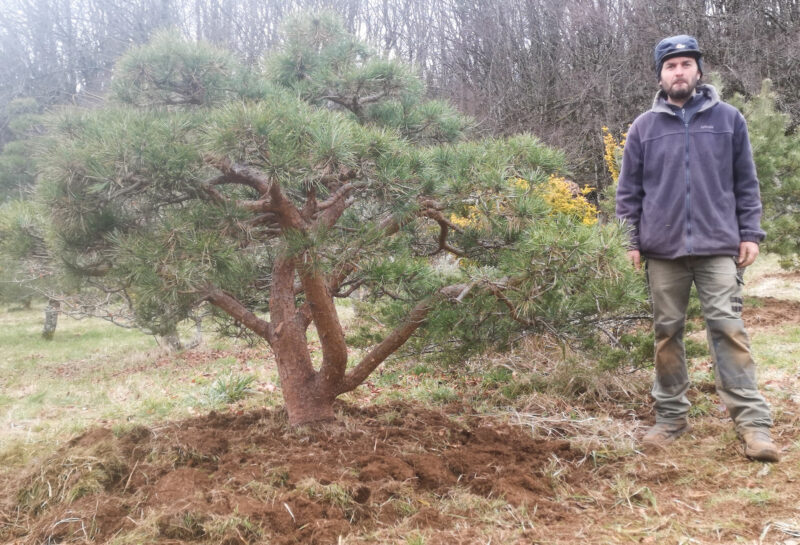 Pinus sylvestris Repens