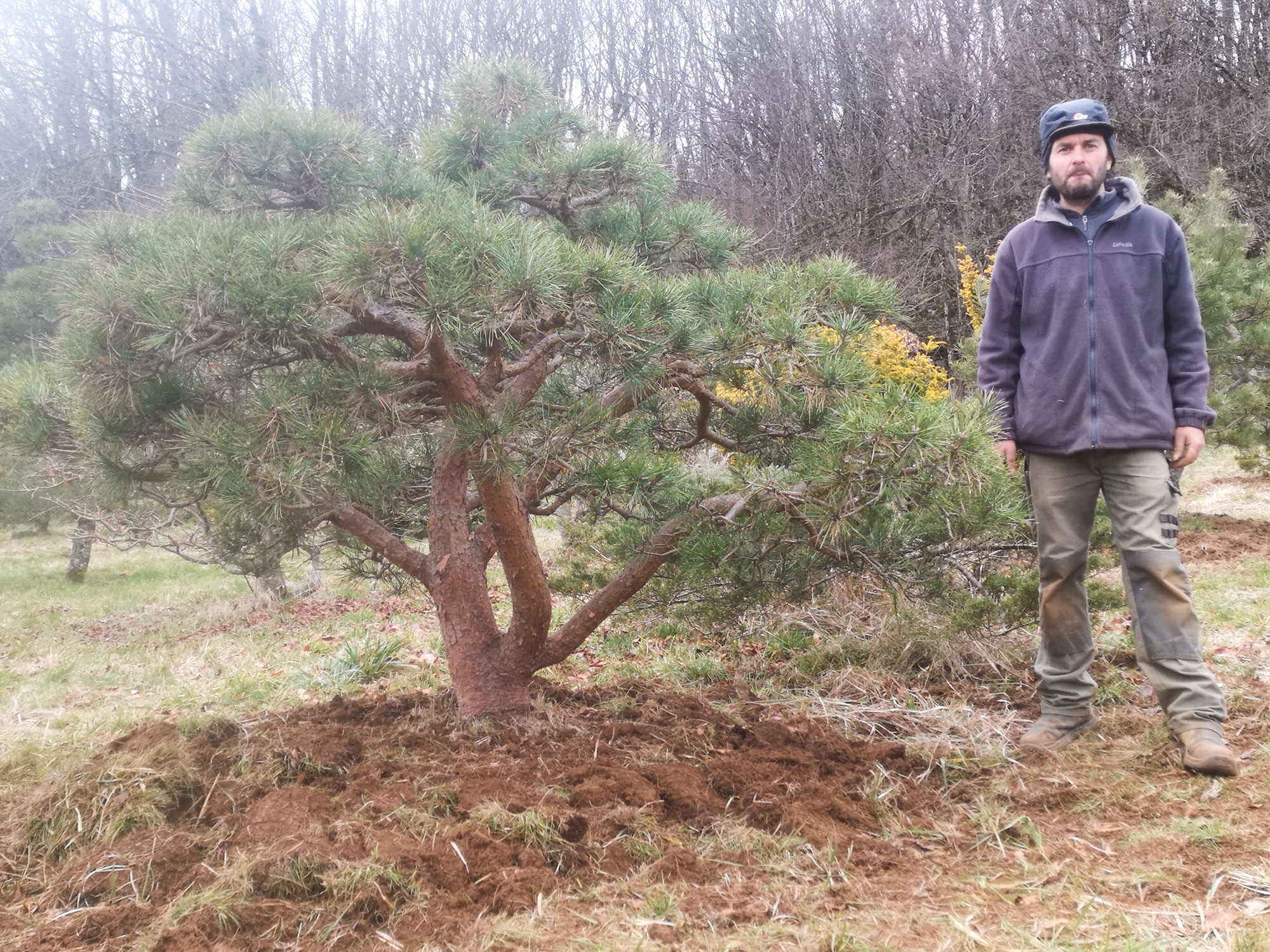 Pinus sylvestris Repens