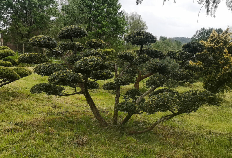 Taxus baccata Summergold