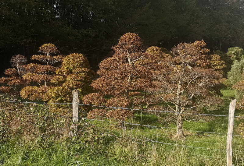 Carpinus betulus