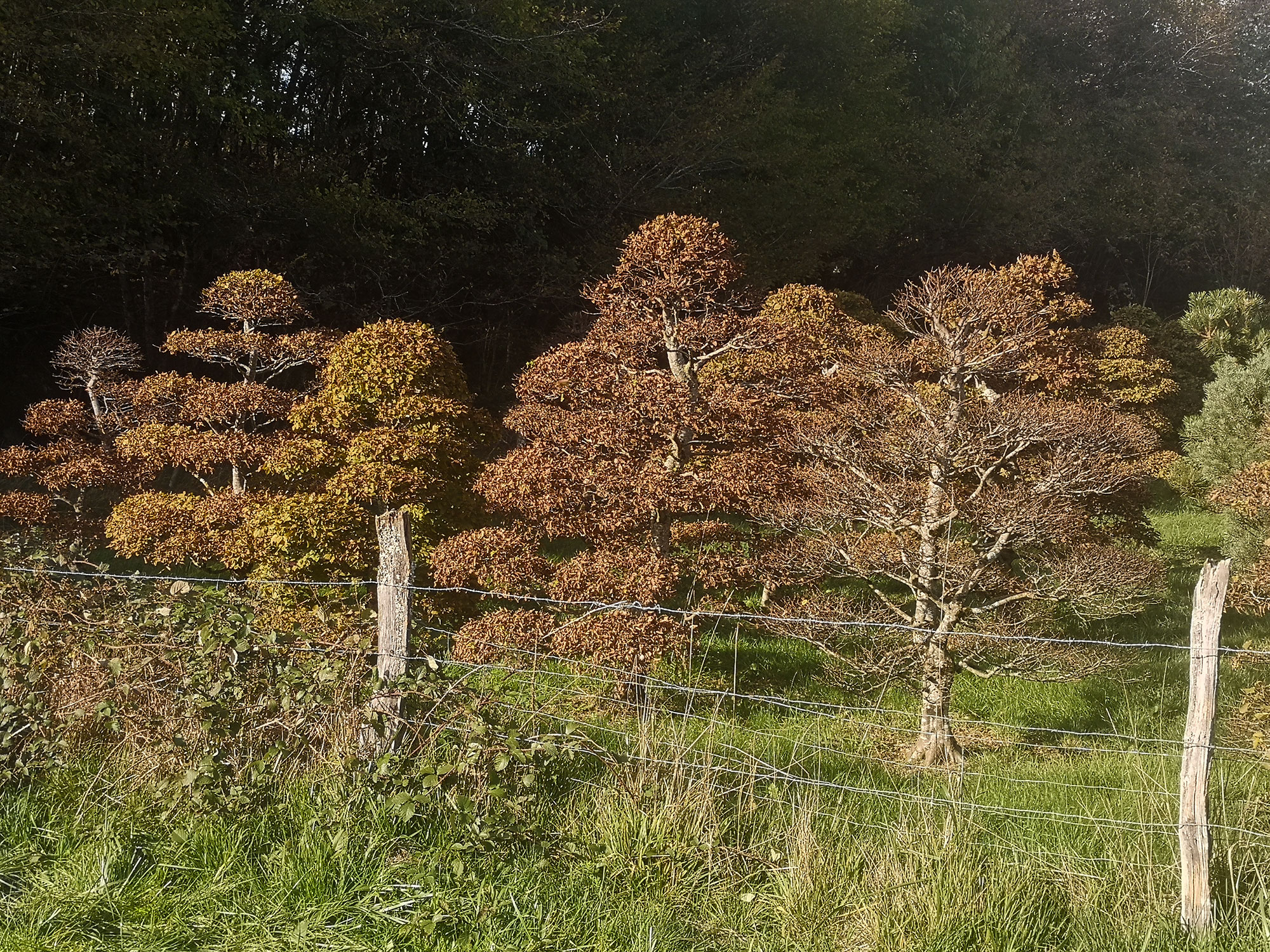 Carpinus betulus